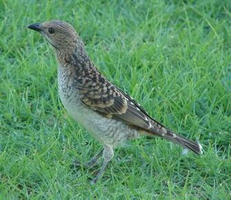 Spotted Bowerbird Chlamydera Maculata
