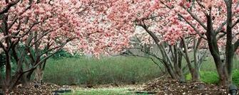 Wallpaper Spring Garden Flowering Trees Pink Dual