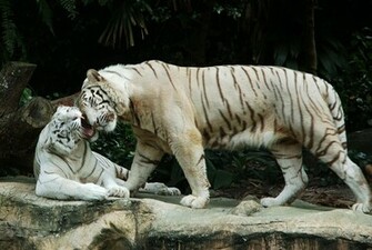 Mi U T White Bengal Tigers Jpg