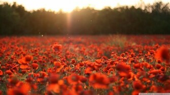 Poppies Meadow Wallpaper