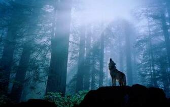 Howling Wolf Wallpaper