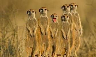 Animal Picture Society