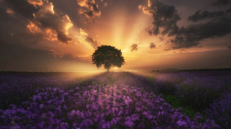 Sunrise Tree Lavender Flower Field 4k Wallpaper iPhone HD Phone 5780f