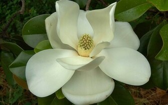 Wallpaper Southern Magnolia Flower