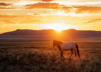 Wild Horses At Sunset