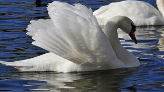 Image Wallpaper Pictures Winter Birds