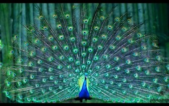 Peacock Computer Wallpaper Desktop Background Id