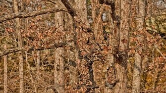 Mossy Oak Camouflage