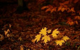 Autumn Scene Background Wallpaper For Desktop