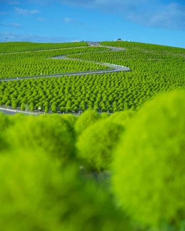 Japan Travel Ibaraki S Hitachi Seaside Park Has Some Pretty