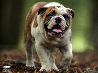 Pitbull Dog Wallpaper