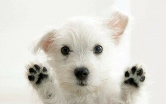 Dog Background Cute Animal Wallpaper HD