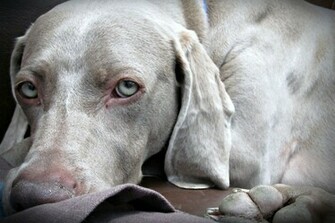 Weimaraner High Definition Wallpaper Animal Planet HD