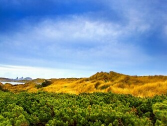 Beautiful Grassland Wallpaper Area