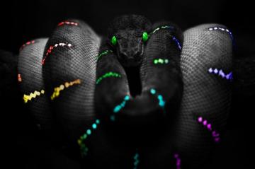 Related Pictures Neon Snake Fondo De Serpiente Ojos