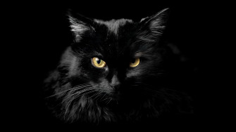 Animal Cat 4k Ultra HD Wallpaper