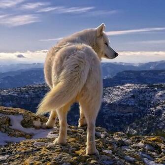 Mobile White Wolf Wallpaper Full HD Pictures