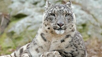 Snow Leopard HD Wallpaper Pic Photosjunction