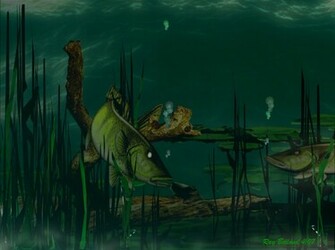 Wincustomize Explore Wallpaper Walleye Reaf