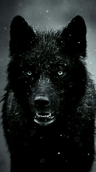 Wolf iPhone Wallpaper