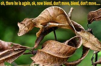 Image Lizard Funny HD Wallpaper And Background Photos