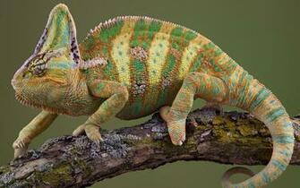 Veiled Chameleon Wallpaper
