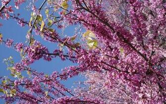 HD Picture Of Spring Desktop Wallpaper Lilac Flowers For