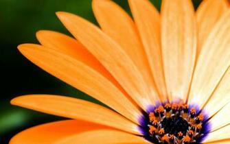Gerbera HD Photography Wallpaper Flower