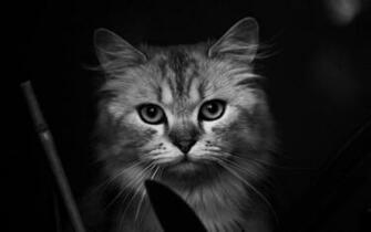 Cat Muzzle Bushy Black White Old Stock Photos Image HD
