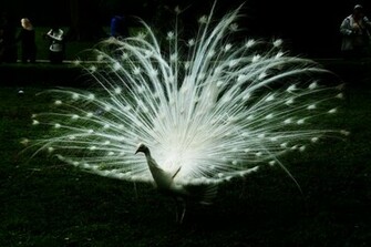 Kali Wallpaper White Peacock HD