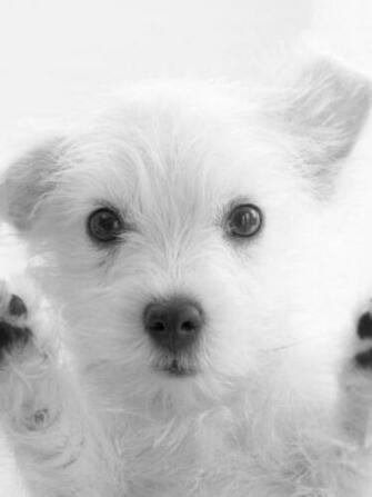 Little White Dog Says Hi Screensaver For Amazon Kindle