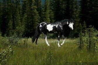 Paint Horse Wallpaper In Meadow By Dutchglow