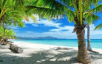 Tropical Palms Beach Wallpaper