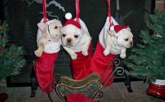 Christmas French Bulldogs Image Pictures Becuo