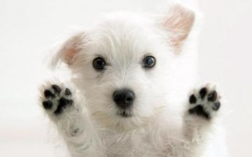 HD 3d Wallpaper Cute Puppy Paws Dog