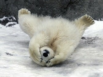 Animals Wildlife Polar Bears Baby Wallpaper
