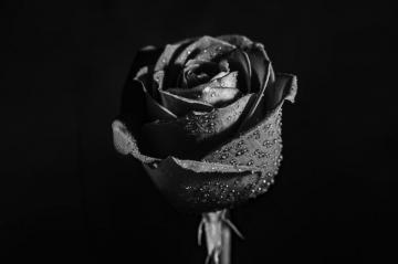 Best Black Rose Pictures Image