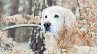 Wallpaper Dog Muzzle Snow Winter Forest Desktop