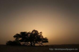 Tree Of Life