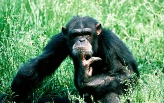 Animal Monkeys Photos Of