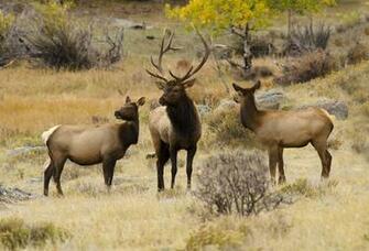 Bull Elk Elks Deer Wallpaper
