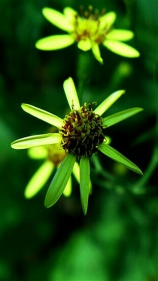 Yellow Flower iPhone Wallpaper S 3g