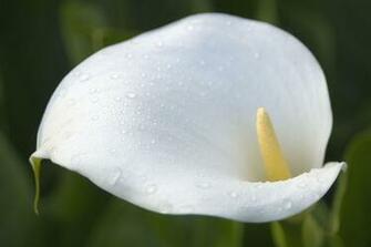 Calla Lily Wallpaper