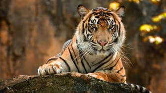 Tigre 4k Ultra Fond D Cran HD Wallpaper
