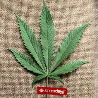 Searched For Marijuana Wallpaper Screensaver Stoner
