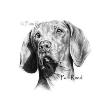 Weimaraner Portraits The Dog Wallpaper Best