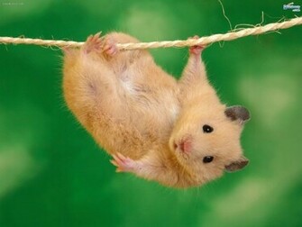 Wallpaper Funny Beautiful Cute Animals