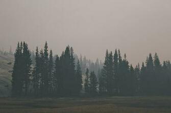 A Bleak Shot Of Treeline Conifers Under An Evening Skypale