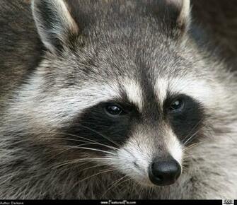 Raccoon Close Up Featured Wallpaper
