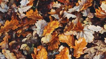 Fall Aesthetic Wallpaper HD Live